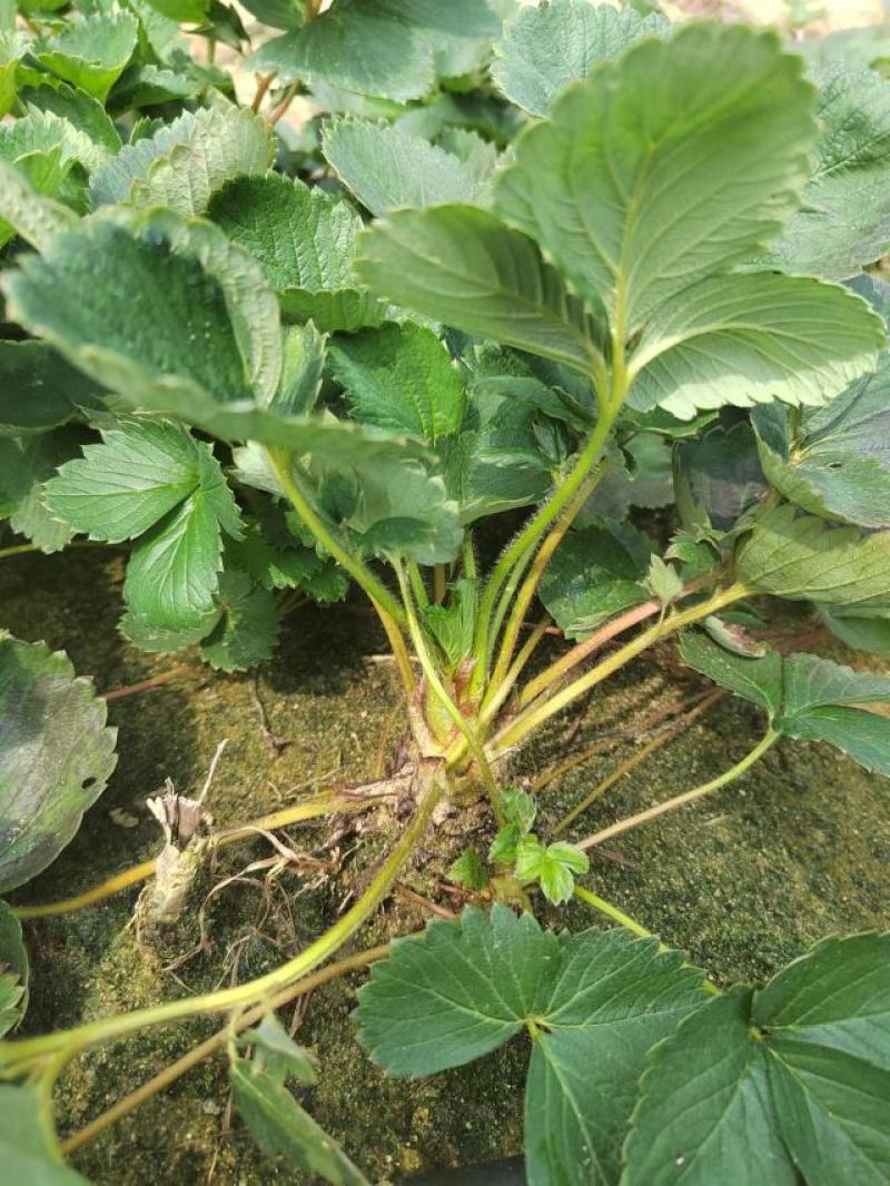 宁玉草莓苗脱毒育苗根系发达送技术包活草莓苗