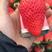 宁玉草莓苗脱毒育苗根系发达送技术包活草莓苗