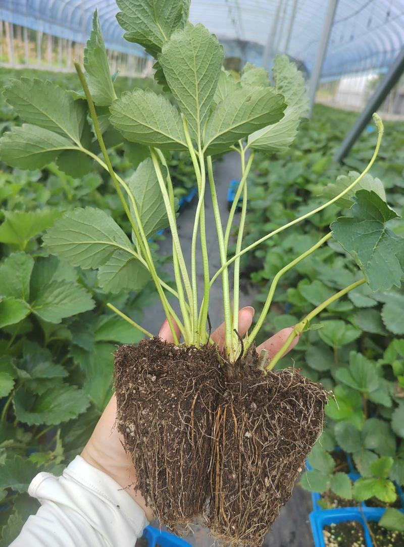 宁玉草莓苗脱毒育苗根系发达送技术包活草莓苗
