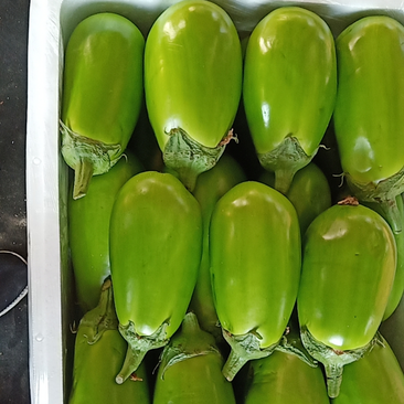 【精品】辽宁绿茄子质量好规格全大量上市对接商超