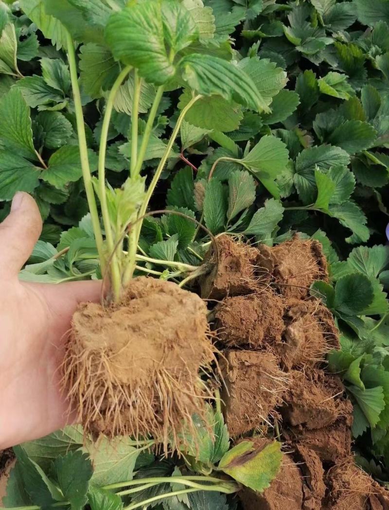 香野草莓苗草莓苗脱毒育苗根系发达送技术包活