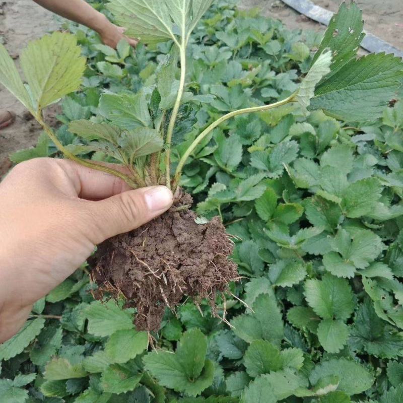 香野草莓苗草莓苗脱毒育苗根系发达送技术包活
