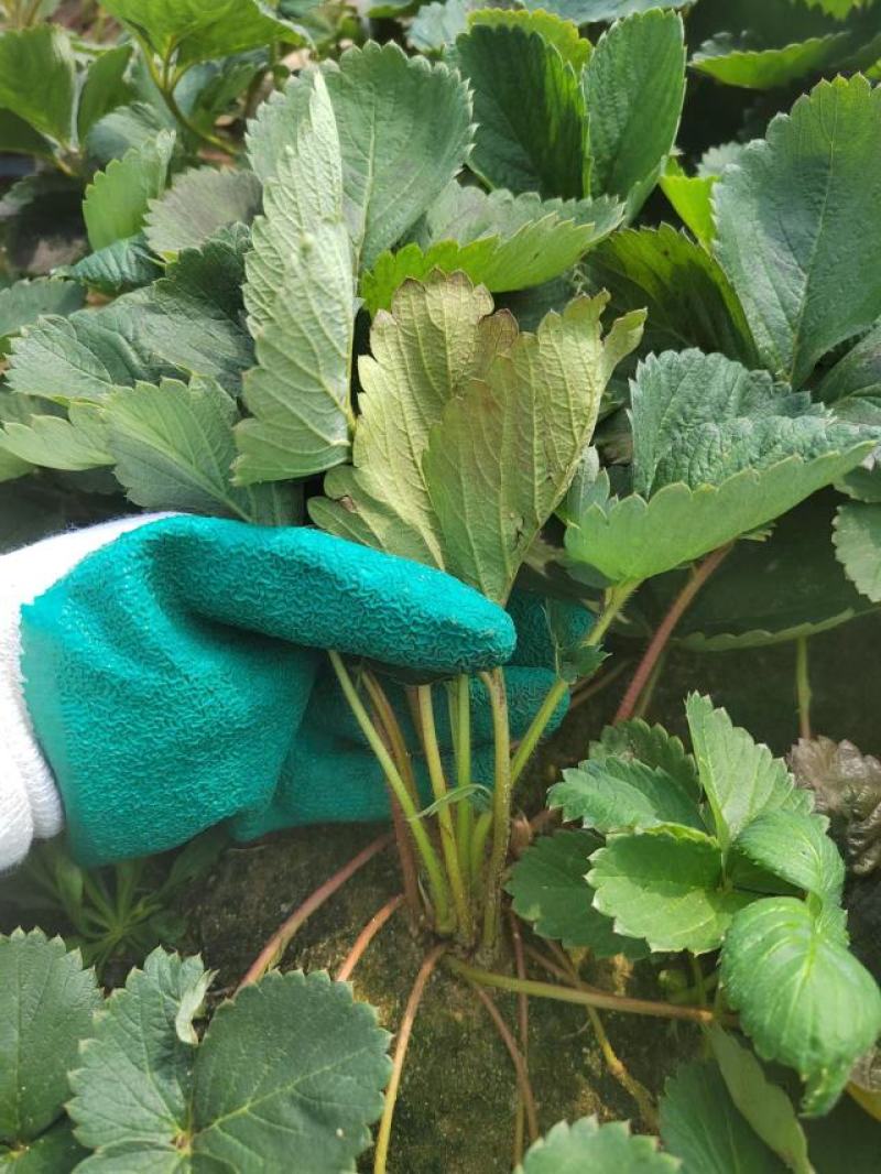 香野草莓苗草莓苗脱毒育苗根系发达送技术包活