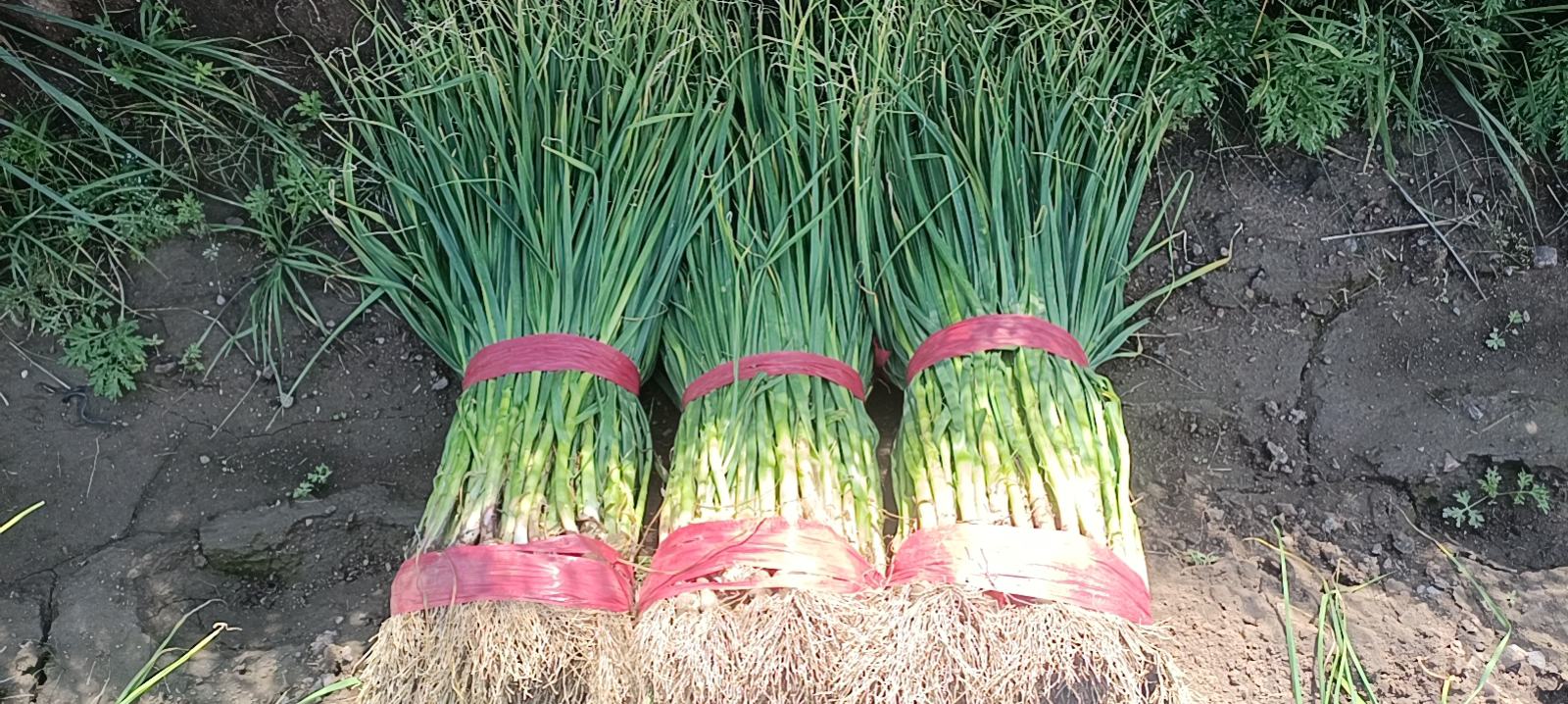 红蒜苗的挑选过程