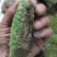 青苔白发藓