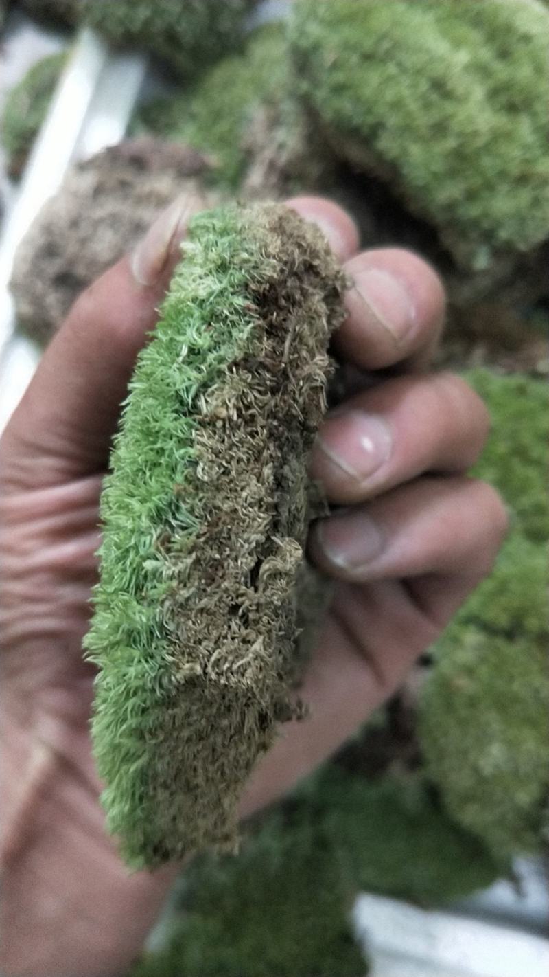 青苔白发藓