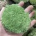 青苔白发藓