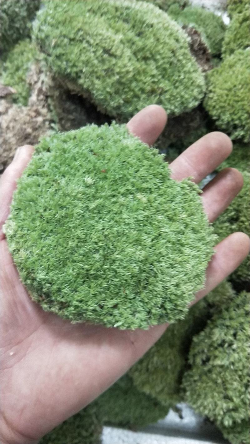 青苔白发藓
