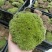 青苔白发藓