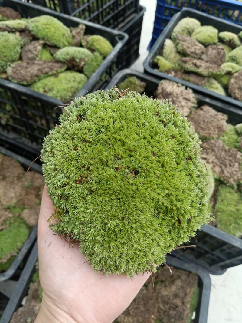 青苔白发藓