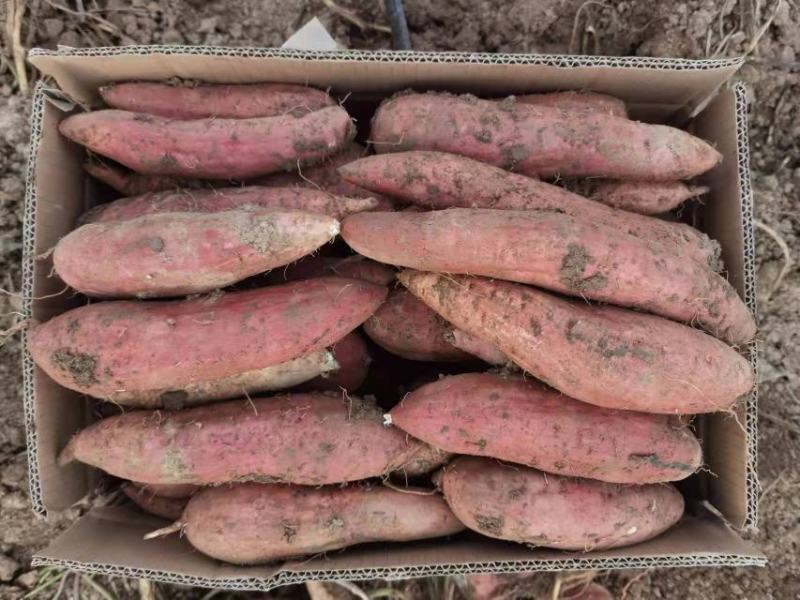 精品哈密、冰糖心红薯千亩种植基地，产地直发品质保证！