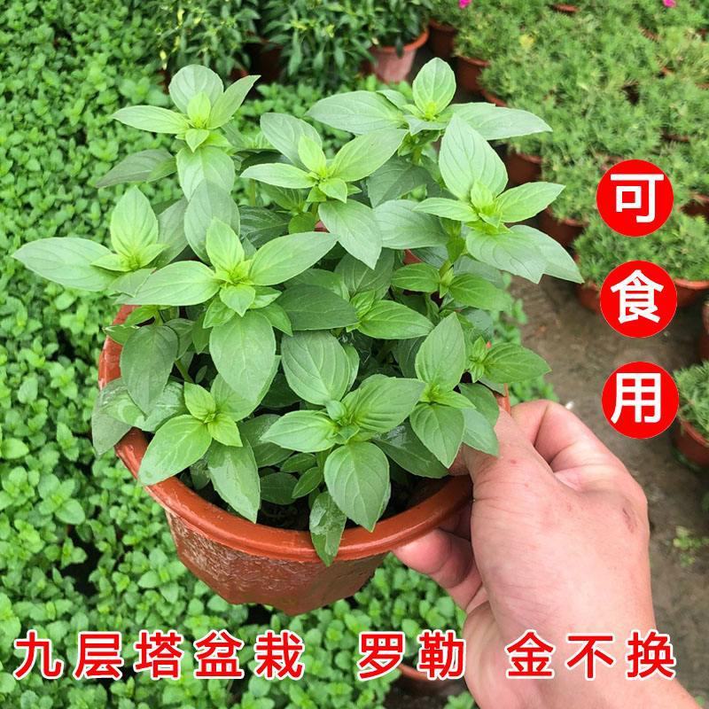 九层塔盆栽新鲜可食用香料调味三杯鸡擂茶薄荷阳台植物