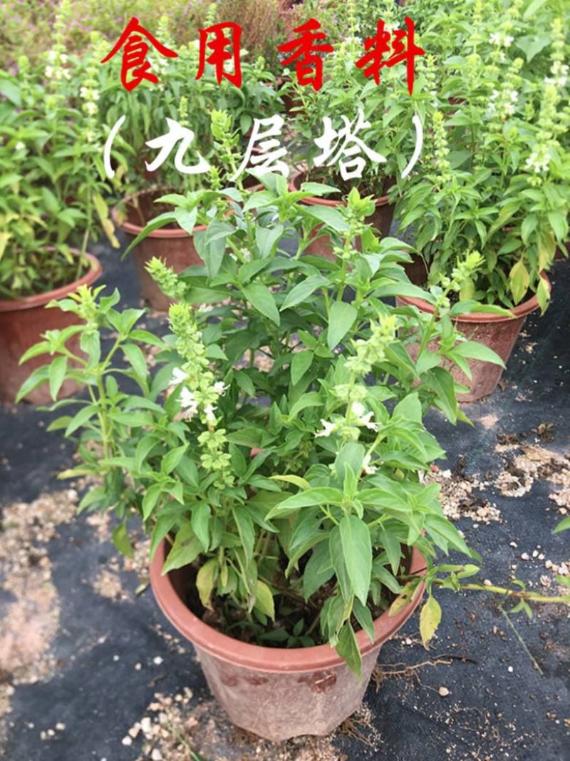 九层塔盆栽新鲜可食用香料调味三杯鸡擂茶薄荷阳台植物