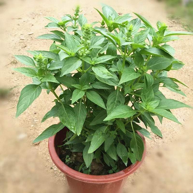 九层塔盆栽新鲜可食用香料调味三杯鸡擂茶薄荷阳台植物