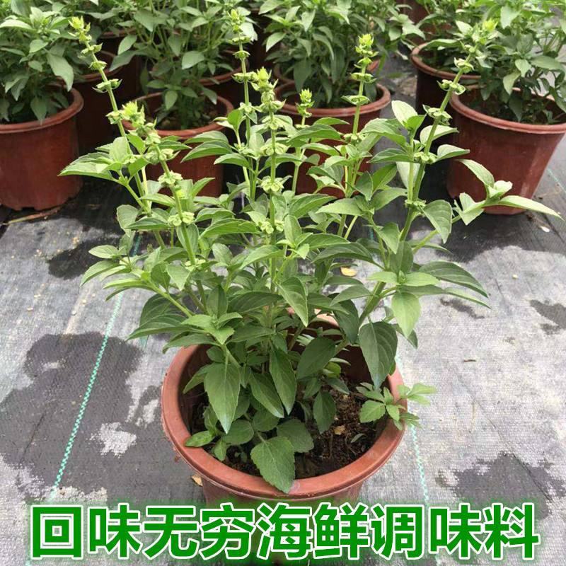 九层塔盆栽新鲜可食用香料调味三杯鸡擂茶薄荷阳台植物