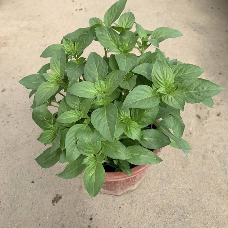 九层塔盆栽新鲜可食用香料调味三杯鸡擂茶薄荷阳台植物