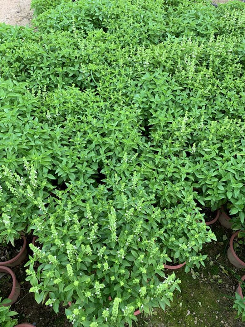 九层塔盆栽新鲜可食用香料调味三杯鸡擂茶薄荷阳台植物