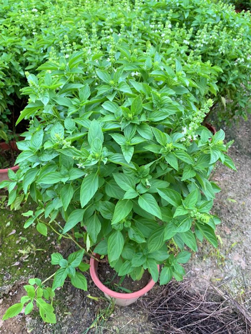 九层塔盆栽新鲜可食用香料调味三杯鸡擂茶薄荷阳台植物