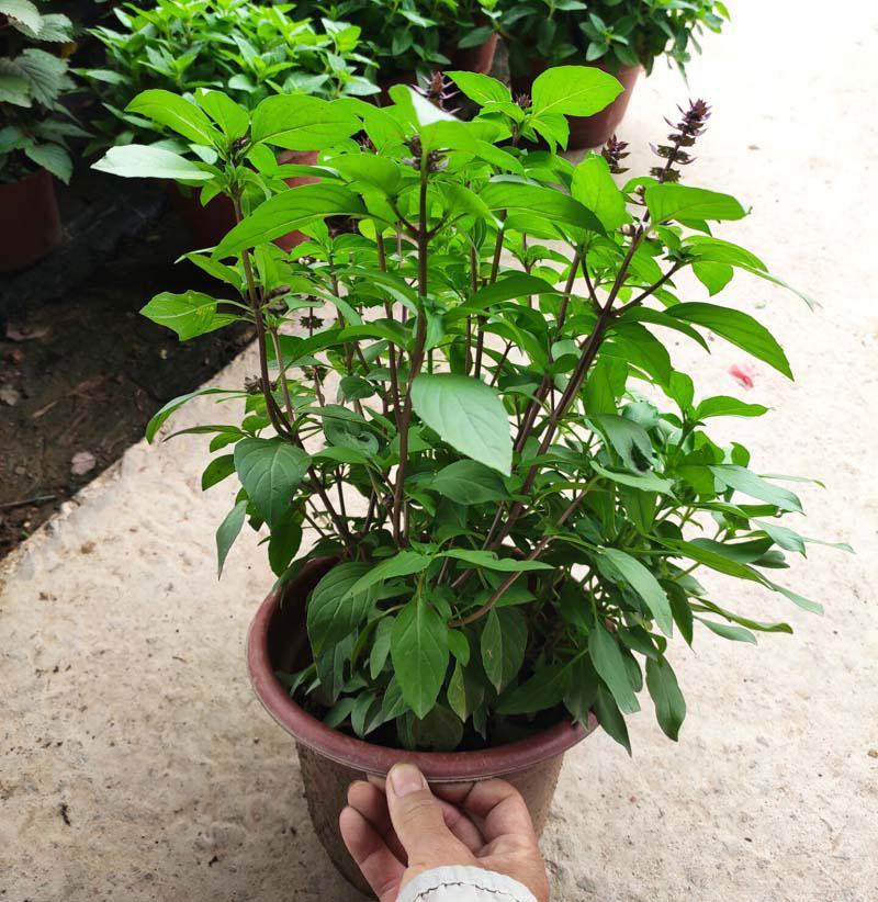 九层塔盆栽新鲜可食用香料调味三杯鸡擂茶薄荷阳台植物