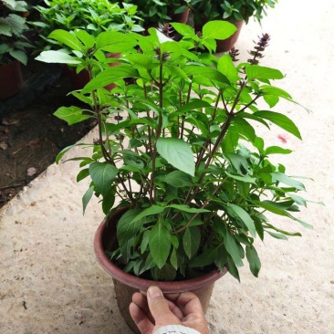 九层塔盆栽新鲜可食用香料调味三杯鸡擂茶薄荷阳台植物