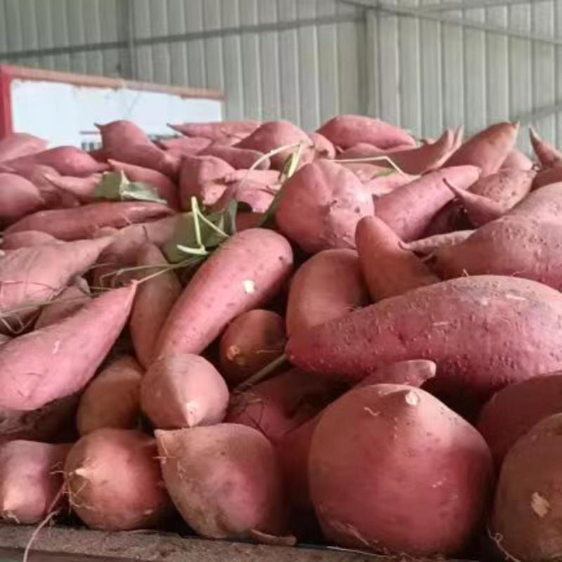 河南开封红薯龙薯九号，西瓜红大量一手货源，品质保证