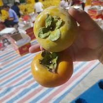 柿子广西桂林新鲜水果原产地特产脆柿红柿子甜脆柿柿子新货