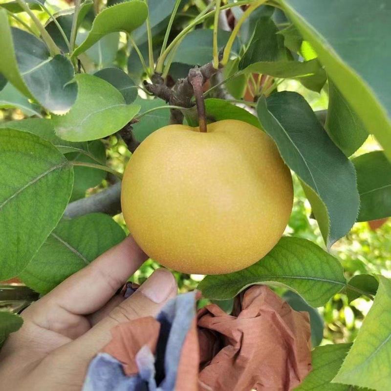 秋月梨苗当年挂果基地直发品种纯正可签合同保湿邮寄
