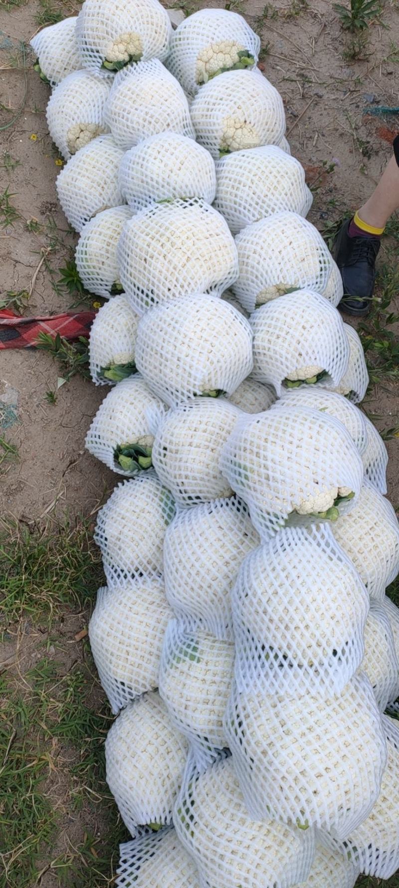 邯郸精品有机花大量上市货源充足联系我时请说是在一亩田上看