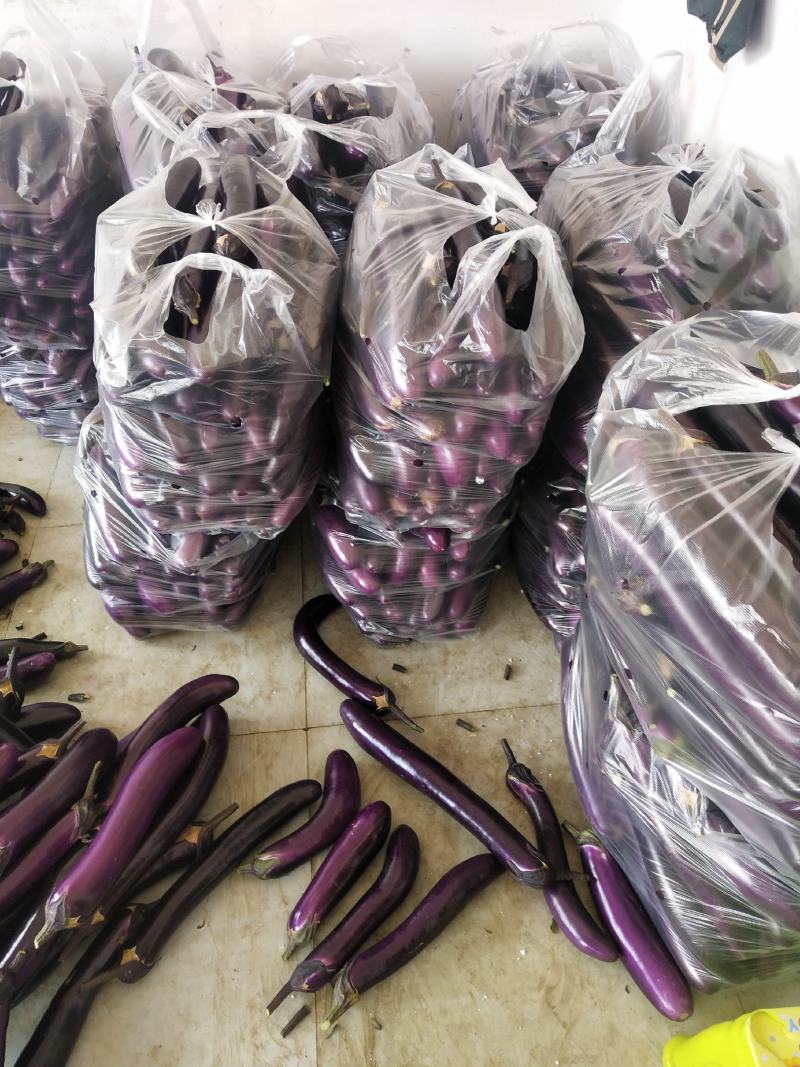 茄子长茄、烧烤茄供应（市场、超市、工厂）质量保证。