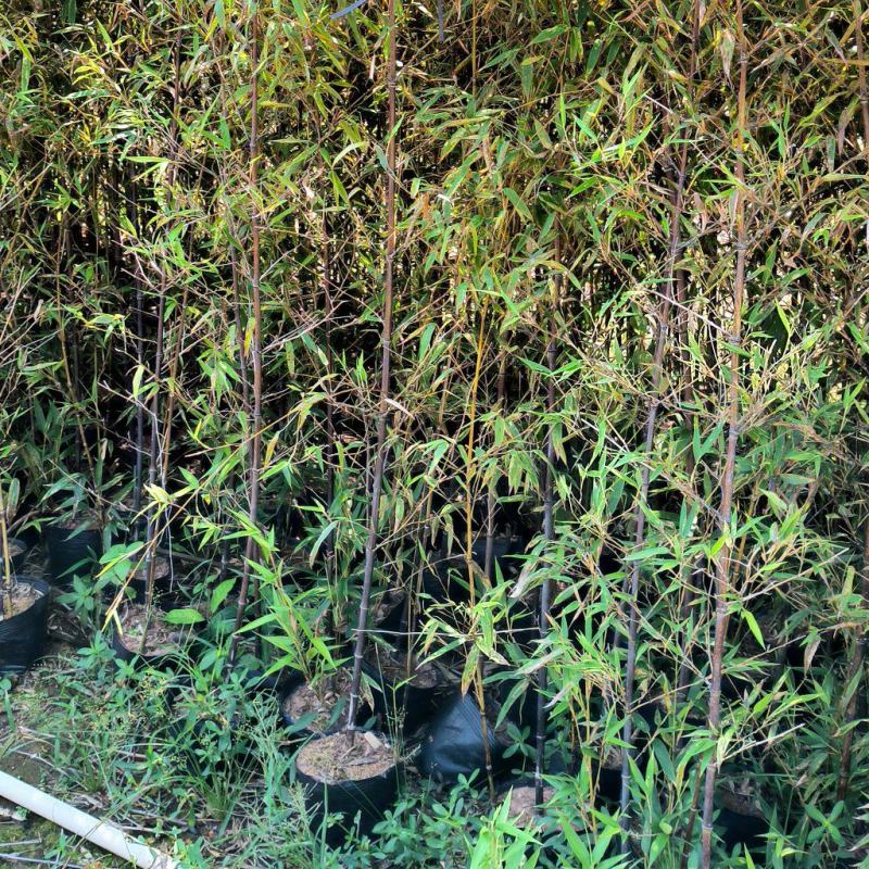 精品紫竹，价格优，欢迎各位老板订购