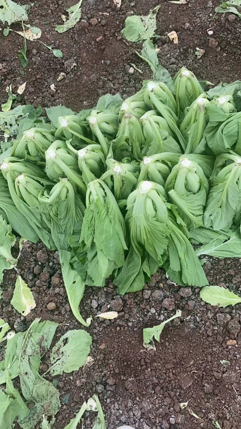 包心苦菜，包芥