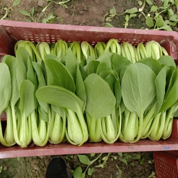 精品小青菜，杭白菜，大量上市，欢迎选购