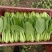 精品小青菜，杭白菜，大量上市，欢迎选购