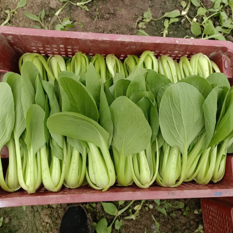 精品小青菜，杭白菜，大量上市，欢迎选购