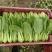 精品小青菜，杭白菜，大量上市，欢迎选购