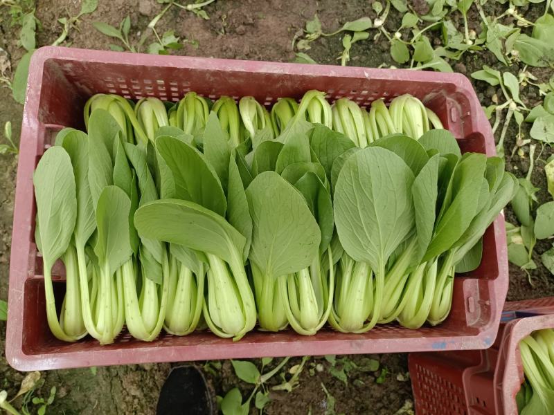 精品小青菜，杭白菜，大量上市，欢迎选购
