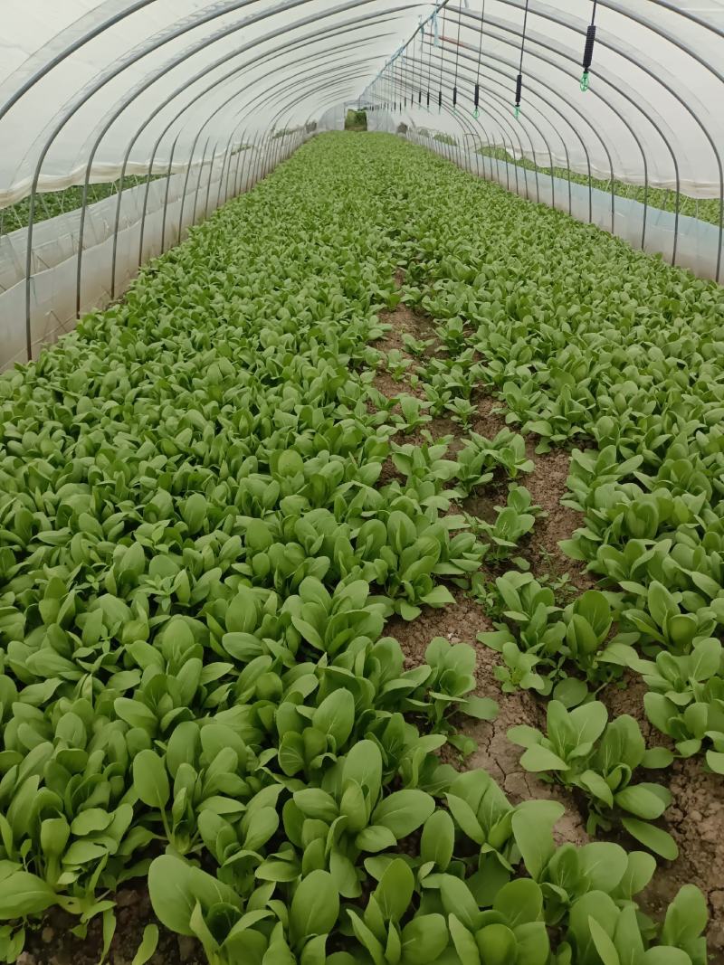 精品小青菜，杭白菜，大量上市，欢迎选购