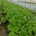 精品小青菜，杭白菜，大量上市，欢迎选购