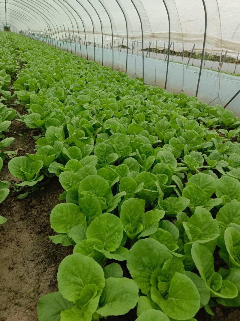 精品小青菜，杭白菜，大量上市，欢迎选购