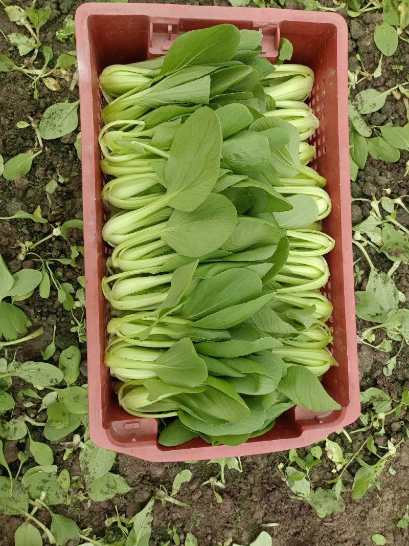 精品小青菜，杭白菜，大量上市，欢迎选购