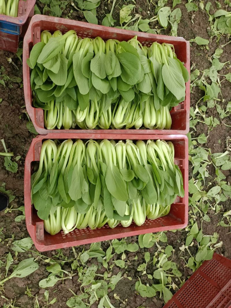 精品小青菜，杭白菜，大量上市，欢迎选购