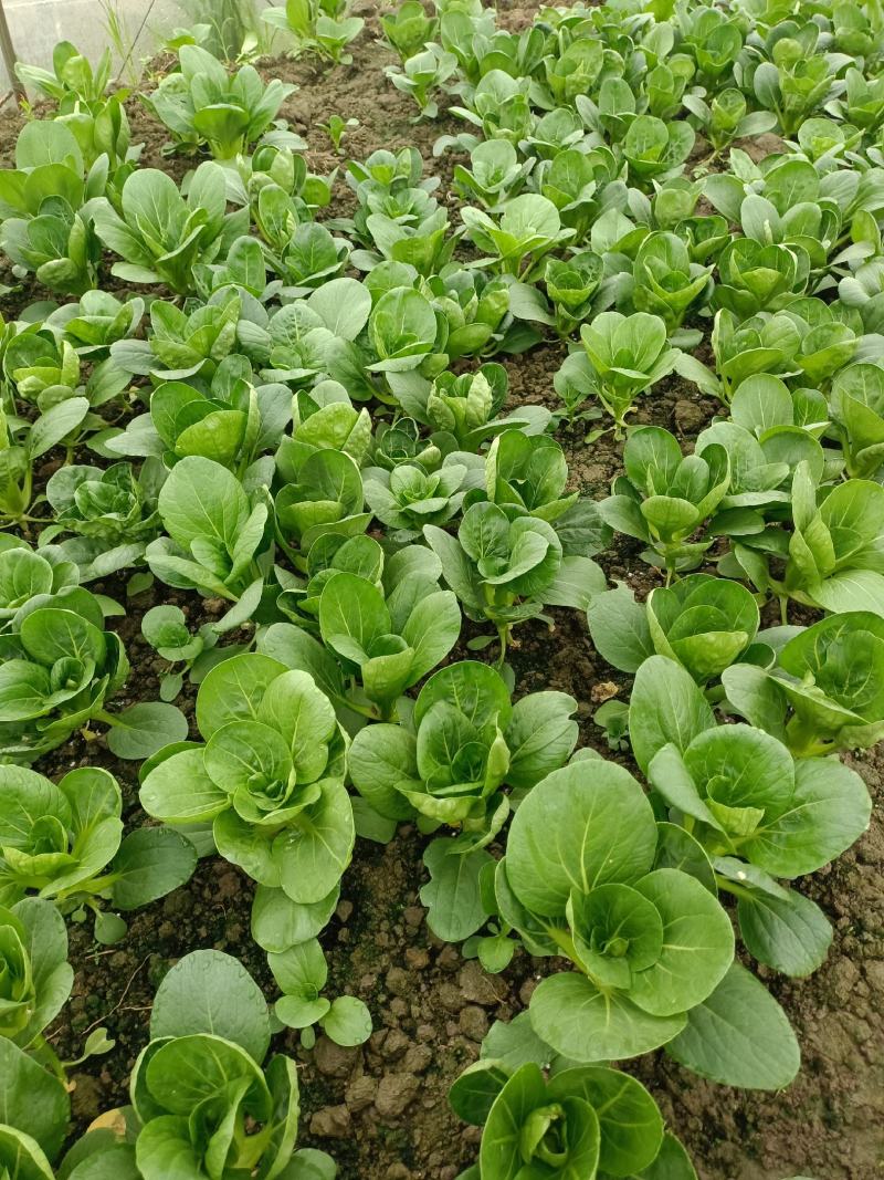 精品小青菜，杭白菜，大量上市，欢迎选购