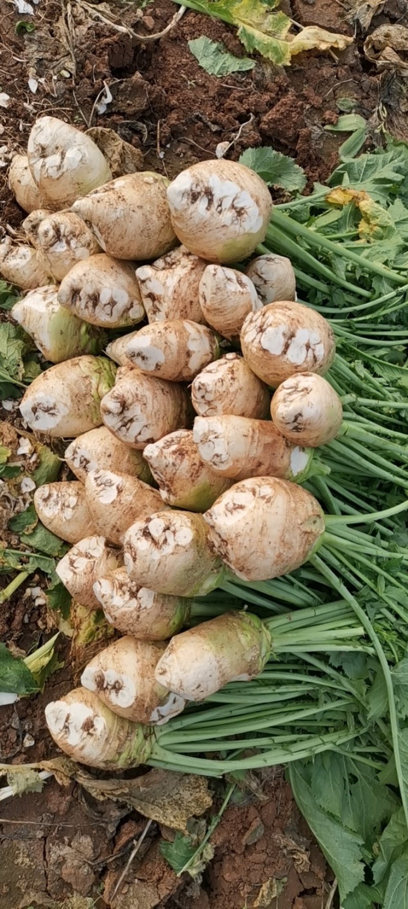 四川芥菜疙瘩需要的朋友赶紧联系千亩基地