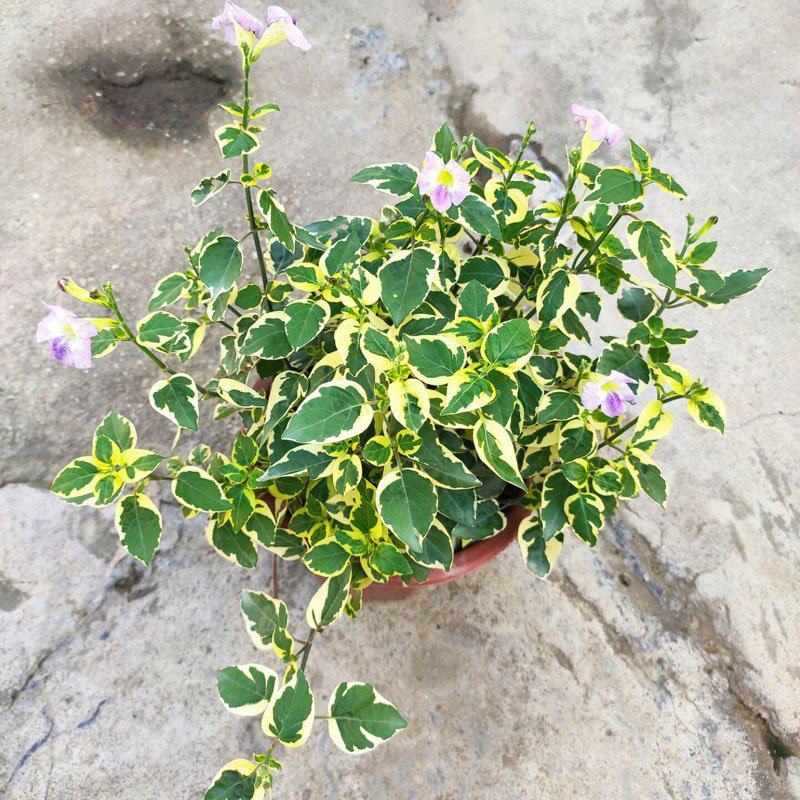 花叶十万错盆栽大盆多年生庭院窗台花卉花园绿化好养耐热
