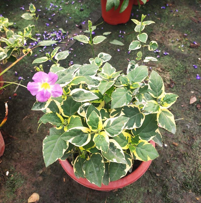 花叶十万错盆栽大盆多年生庭院窗台花卉花园绿化好养耐热