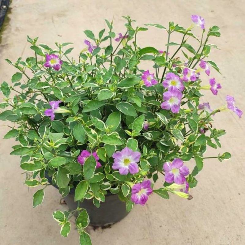 花叶十万错盆栽大盆多年生庭院窗台花卉花园绿化好养耐热