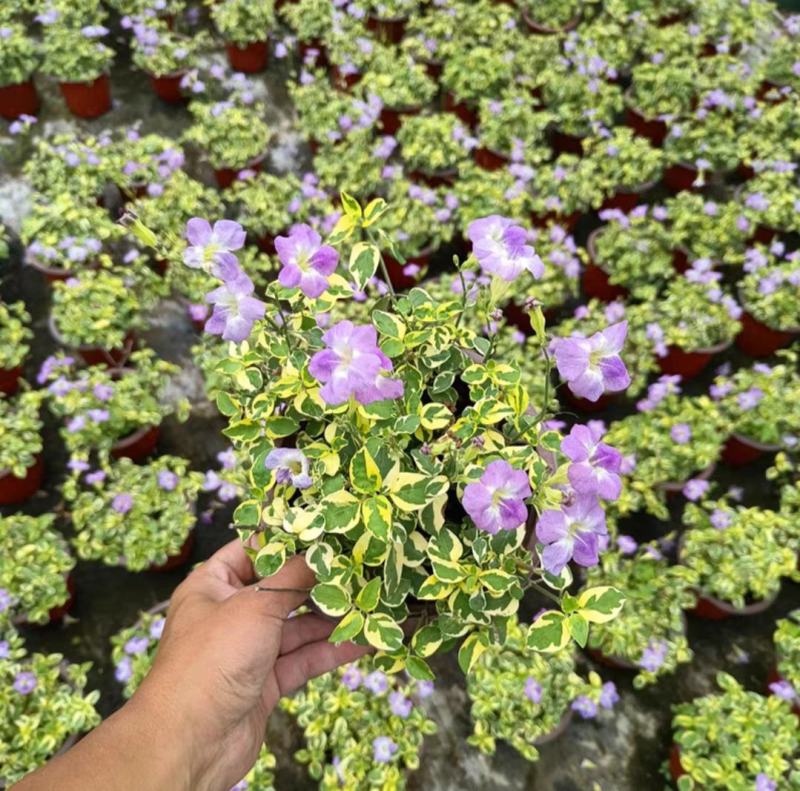 花叶十万错盆栽大盆多年生庭院窗台花卉花园绿化好养耐热