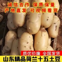 【山东土豆】荷兰十五土豆，大量出售，价格便宜产地直供