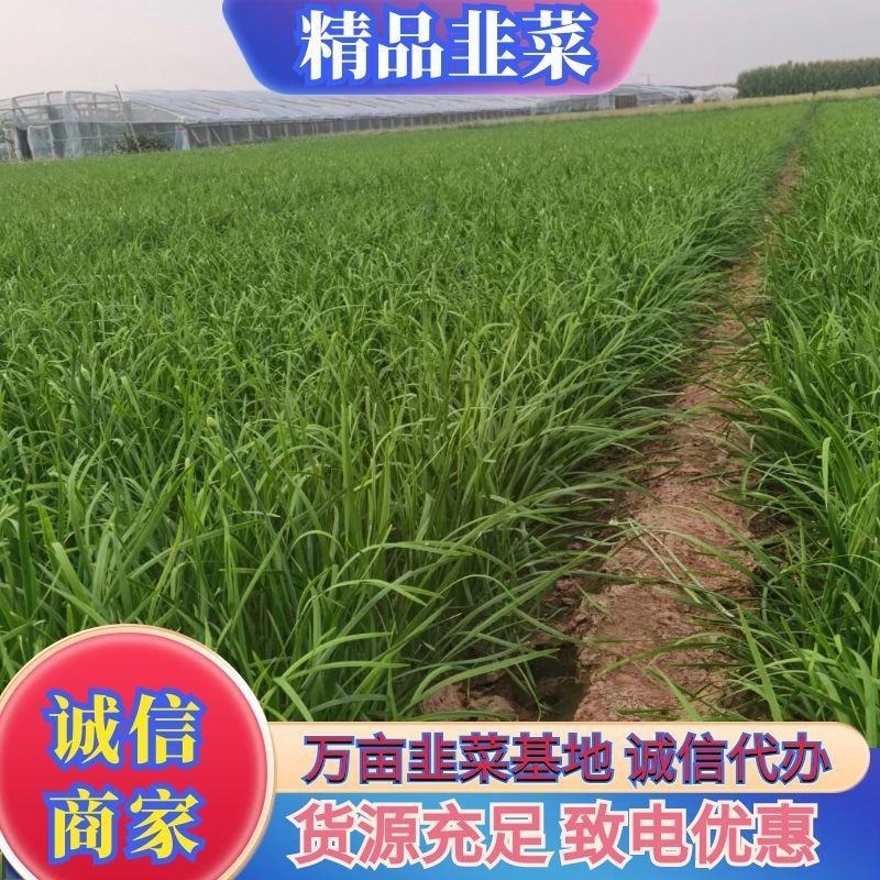 【精品韭菜】万亩韭菜基地直发货源充足常年供应欢迎询