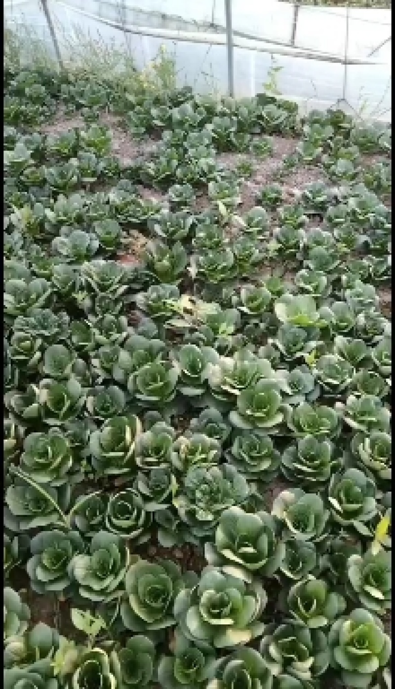 精品矮脚菜大量上市，欢迎选购